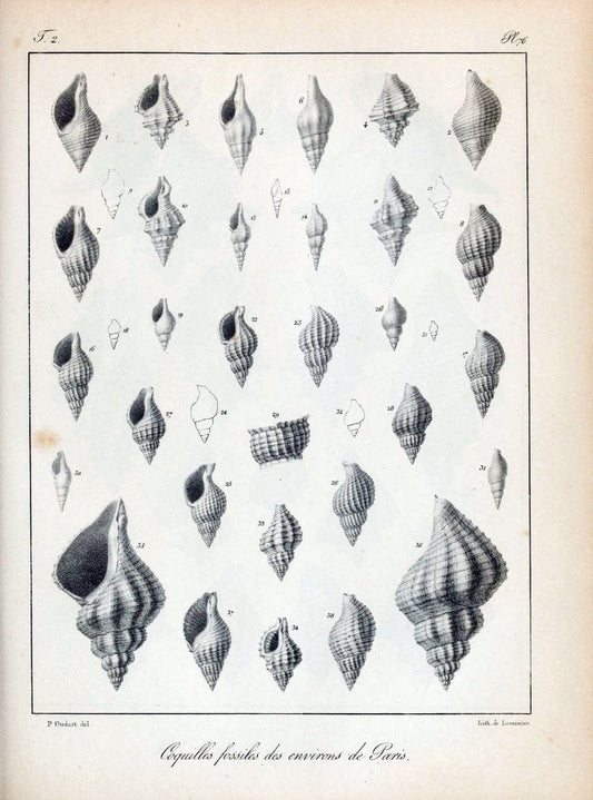 Description des coquilles fossiles des environs de Paris/.Paris:L'auteur, chez Bechet jeune [etc.]1824-[1837]. |  | Vintage Print Reproduction 467881