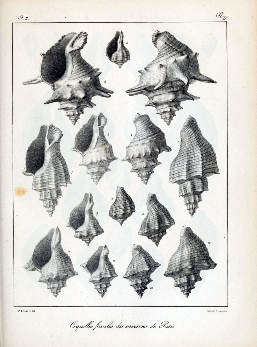 Description des coquilles fossiles des environs de Paris/.Paris:L'auteur, chez Bechet jeune [etc.]1824-[1837]. |  | Vintage Print Reproduction 467882