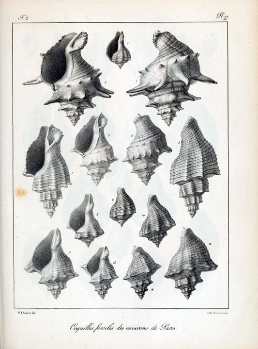 Description des coquilles fossiles des environs de Paris/.Paris:L'auteur, chez Bechet jeune [etc.]1824-[1837]. |  | Vintage Print Reproduction 467882