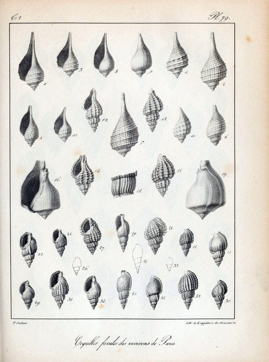 Description des coquilles fossiles des environs de Paris/.Paris:L'auteur, chez Bechet jeune [etc.]1824-[1837]. |  | Vintage Print Reproduction 467884