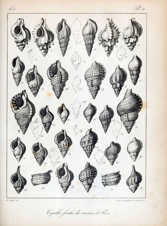 Description des coquilles fossiles des environs de Paris/.Paris:L'auteur, chez Bechet jeune [etc.]1824-[1837]. |  | Vintage Print Reproduction 467885