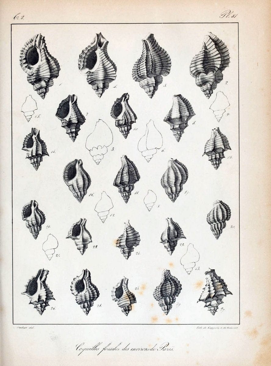 Description des coquilles fossiles des environs de Paris/.Paris:L'auteur, chez Bechet jeune [etc.]1824-[1837]. |  | Vintage Print Reproduction 467886