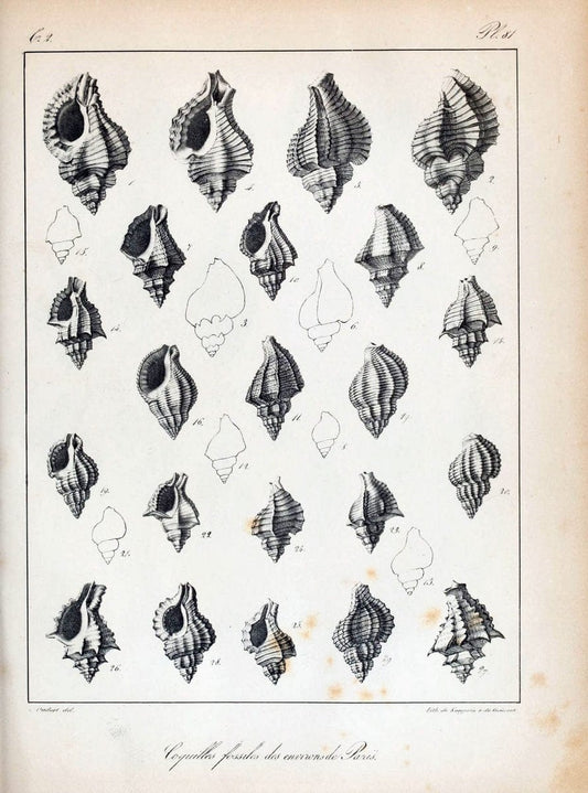 Description des coquilles fossiles des environs de Paris/.Paris:L'auteur, chez Bechet jeune [etc.]1824-[1837]. |  | Vintage Print Reproduction 467886