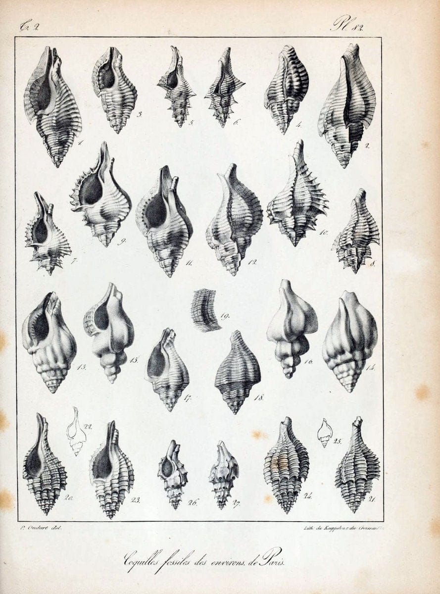 Description des coquilles fossiles des environs de Paris/.Paris:L'auteur, chez Bechet jeune [etc.]1824-[1837]. |  | Vintage Print Reproduction 467887