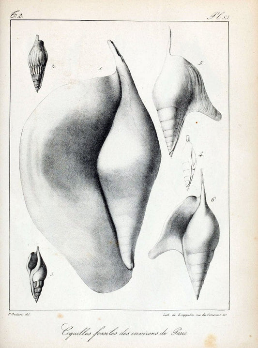 Description des coquilles fossiles des environs de Paris/.Paris:L'auteur, chez Bechet jeune [etc.]1824-[1837]. |  | Vintage Print Reproduction 467888
