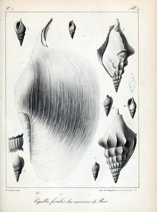 Description des coquilles fossiles des environs de Paris/.Paris:L'auteur, chez Bechet jeune [etc.]1824-[1837]. |  | Vintage Print Reproduction 467889