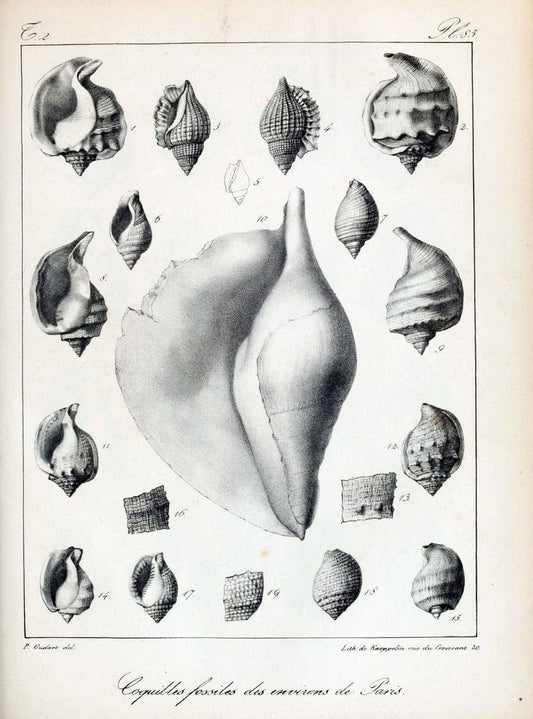 Description des coquilles fossiles des environs de Paris/.Paris:L'auteur, chez Bechet jeune [etc.]1824-[1837]. |  | Vintage Print Reproduction 467890