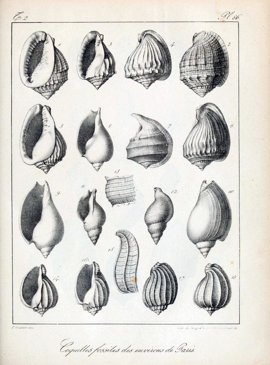 Description des coquilles fossiles des environs de Paris/.Paris:L'auteur, chez Bechet jeune [etc.]1824-[1837]. |  | Vintage Print Reproduction 467891