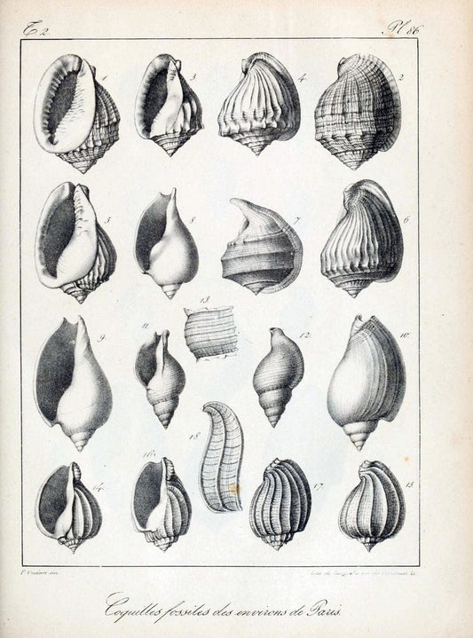 Description des coquilles fossiles des environs de Paris/.Paris:L'auteur, chez Bechet jeune [etc.]1824-[1837]. |  | Vintage Print Reproduction 467891
