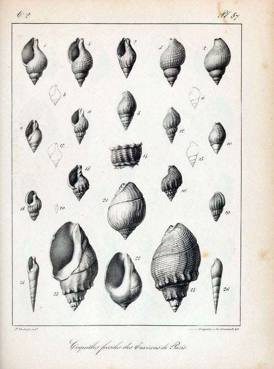 Description des coquilles fossiles des environs de Paris/.Paris:L'auteur, chez Bechet jeune [etc.]1824-[1837]. |  | Vintage Print Reproduction 467892