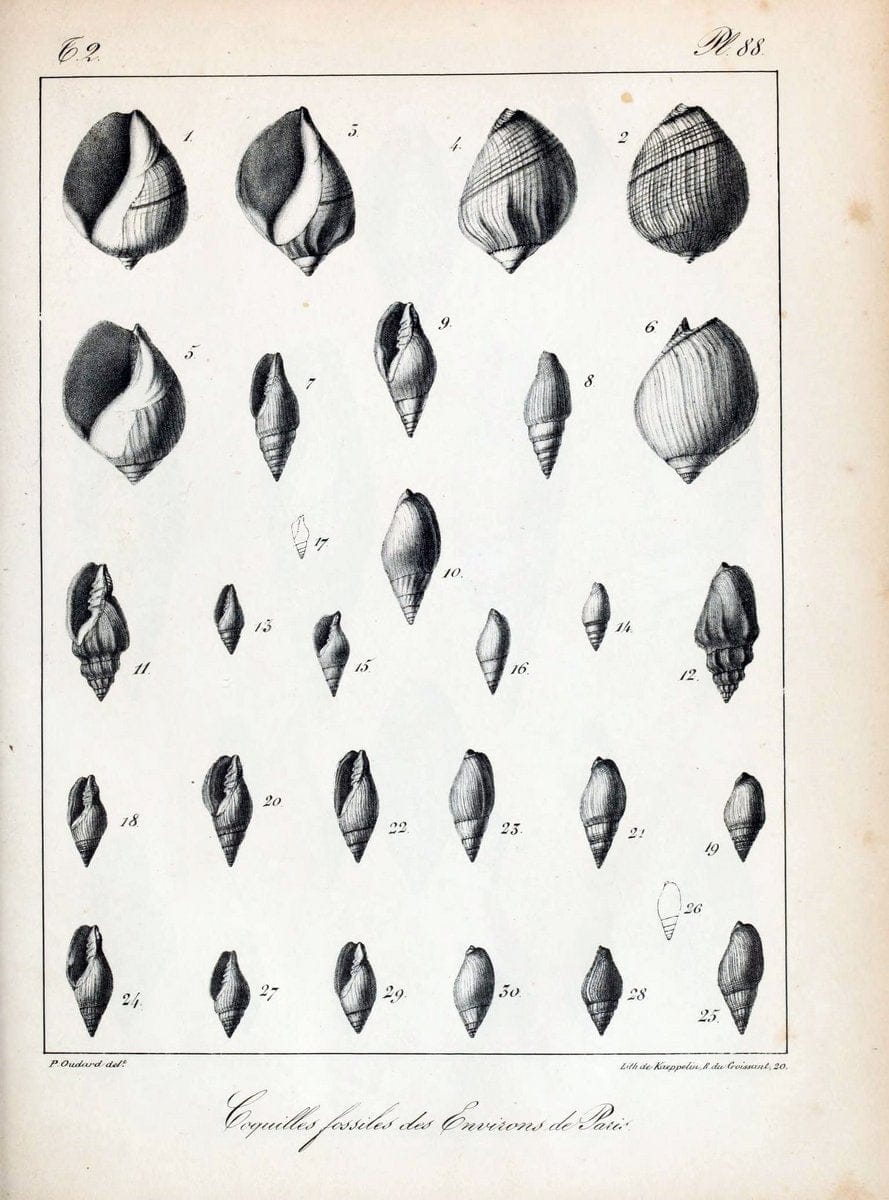 Description des coquilles fossiles des environs de Paris/.Paris:L'auteur, chez Bechet jeune [etc.]1824-[1837]. |  | Vintage Print Reproduction 467893