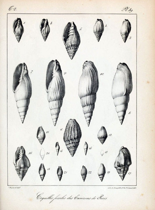 Description des coquilles fossiles des environs de Paris/.Paris:L'auteur, chez Bechet jeune [etc.]1824-[1837]. |  | Vintage Print Reproduction 467894