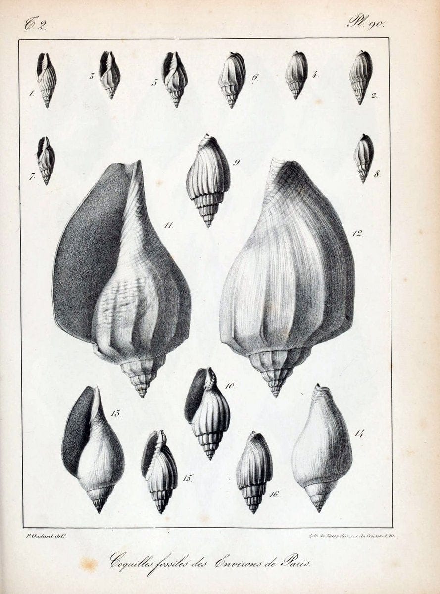 Description des coquilles fossiles des environs de Paris/.Paris:L'auteur, chez Bechet jeune [etc.]1824-[1837]. |  | Vintage Print Reproduction 467895