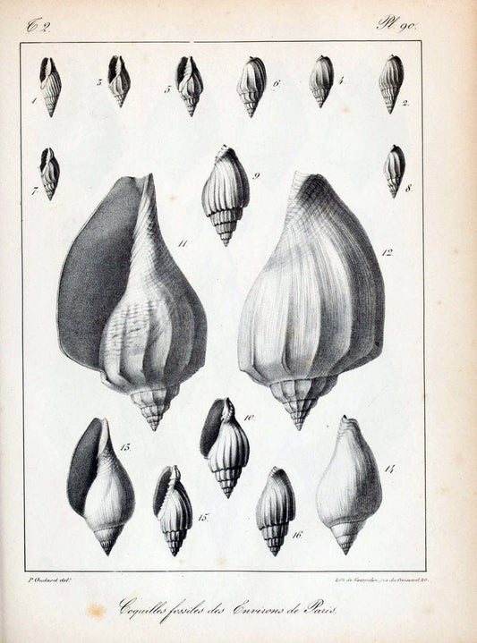 Description des coquilles fossiles des environs de Paris/.Paris:L'auteur, chez Bechet jeune [etc.]1824-[1837]. |  | Vintage Print Reproduction 467895
