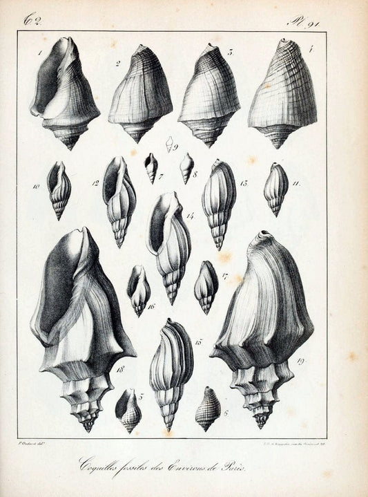 Description des coquilles fossiles des environs de Paris/.Paris:L'auteur, chez Bechet jeune [etc.]1824-[1837]. |  | Vintage Print Reproduction 467896