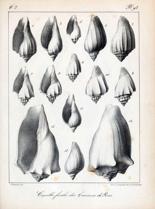 Description des coquilles fossiles des environs de Paris/.Paris:L'auteur, chez Bechet jeune [etc.]1824-[1837]. |  | Vintage Print Reproduction 467897
