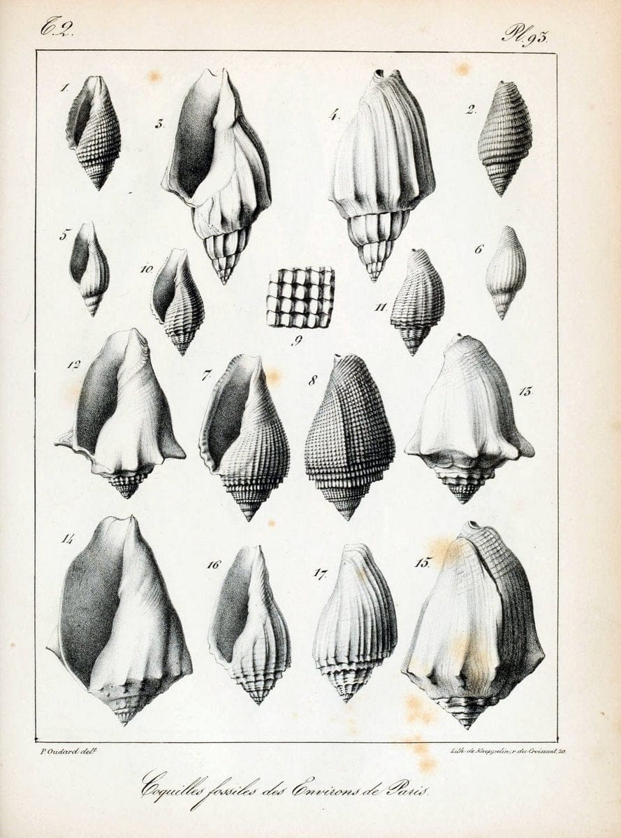 Description des coquilles fossiles des environs de Paris/.Paris:L'auteur, chez Bechet jeune [etc.]1824-[1837]. |  | Vintage Print Reproduction 467898