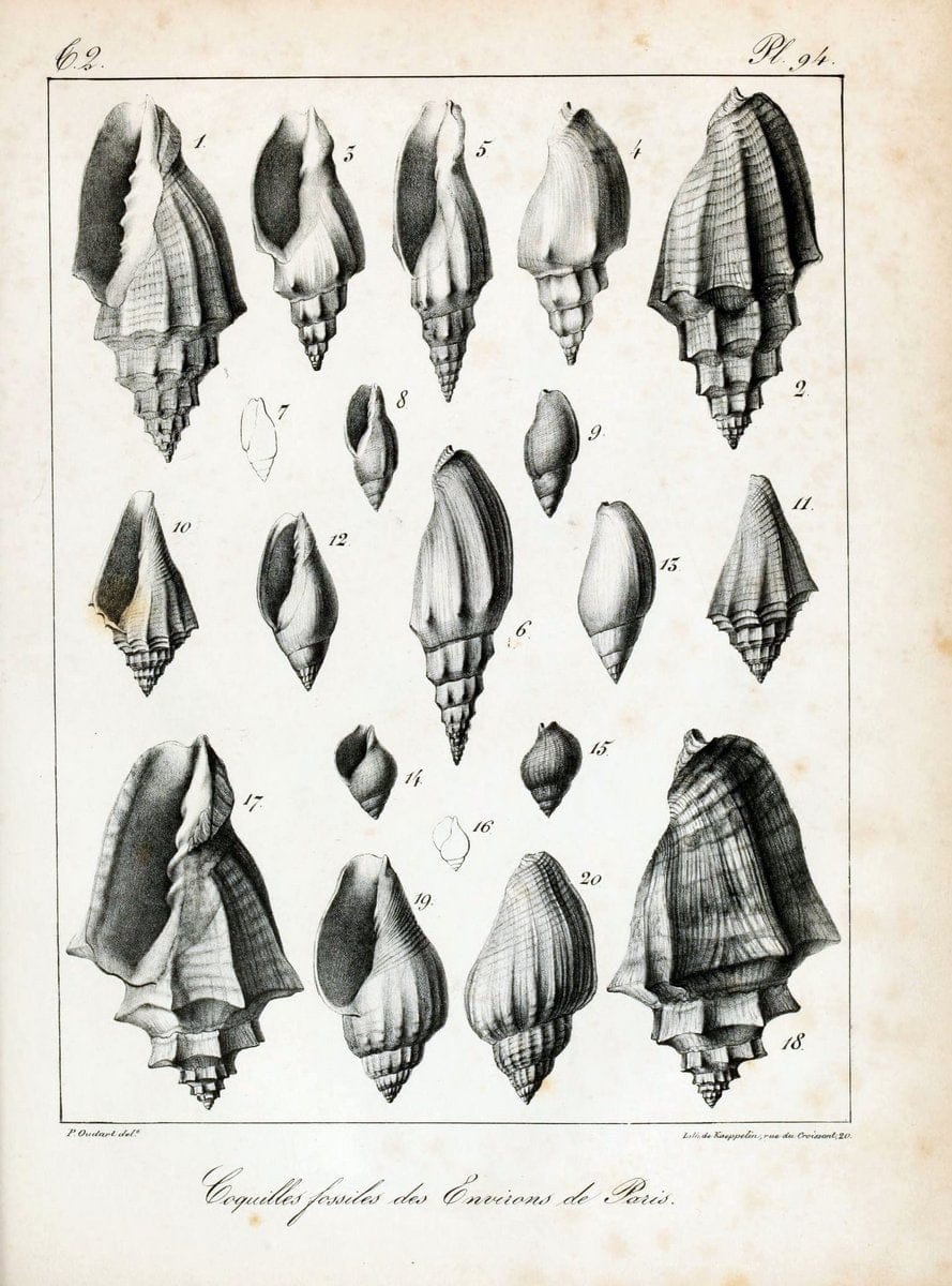 Description des coquilles fossiles des environs de Paris/.Paris:L'auteur, chez Bechet jeune [etc.]1824-[1837]. |  | Vintage Print Reproduction 467899