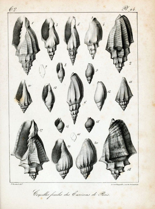 Description des coquilles fossiles des environs de Paris/.Paris:L'auteur, chez Bechet jeune [etc.]1824-[1837]. |  | Vintage Print Reproduction 467899