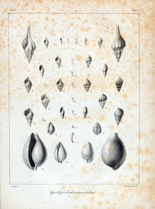 Description des coquilles fossiles des environs de Paris/.Paris:L'auteur, chez Bechet jeune [etc.]1824-[1837]. |  | Vintage Print Reproduction 467900