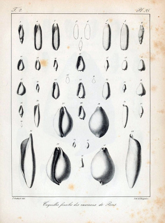 Description des coquilles fossiles des environs de Paris/.Paris:L'auteur, chez Bechet jeune [etc.]1824-[1837]. |  | Vintage Print Reproduction 467901
