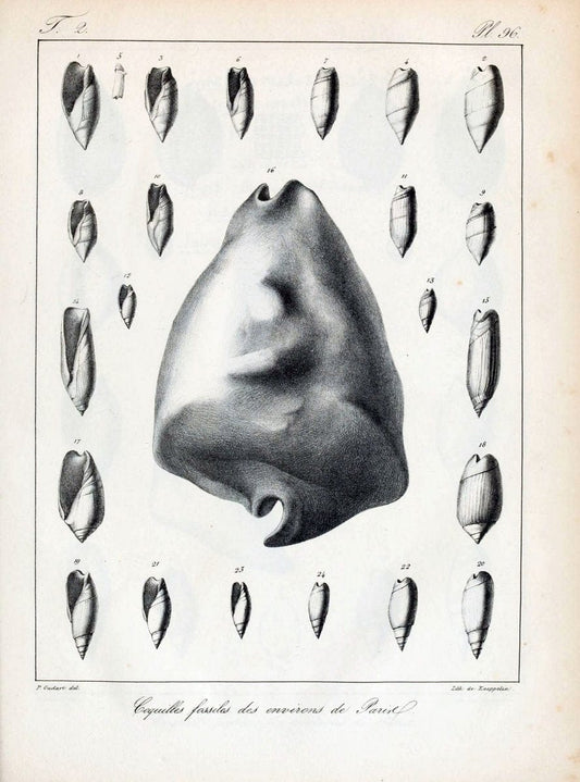 Description des coquilles fossiles des environs de Paris/.Paris:L'auteur, chez Bechet jeune [etc.]1824-[1837]. |  | Vintage Print Reproduction 467902