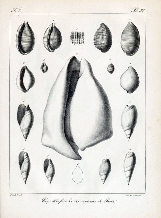 Description des coquilles fossiles des environs de Paris/.Paris:L'auteur, chez Bechet jeune [etc.]1824-[1837]. |  | Vintage Print Reproduction 467903