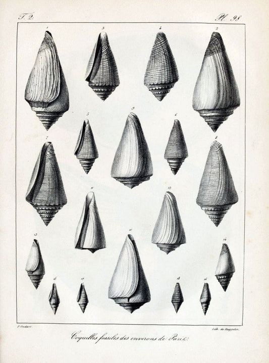 Description des coquilles fossiles des environs de Paris/.Paris:L'auteur, chez Bechet jeune [etc.]1824-[1837]. |  | Vintage Print Reproduction 467904