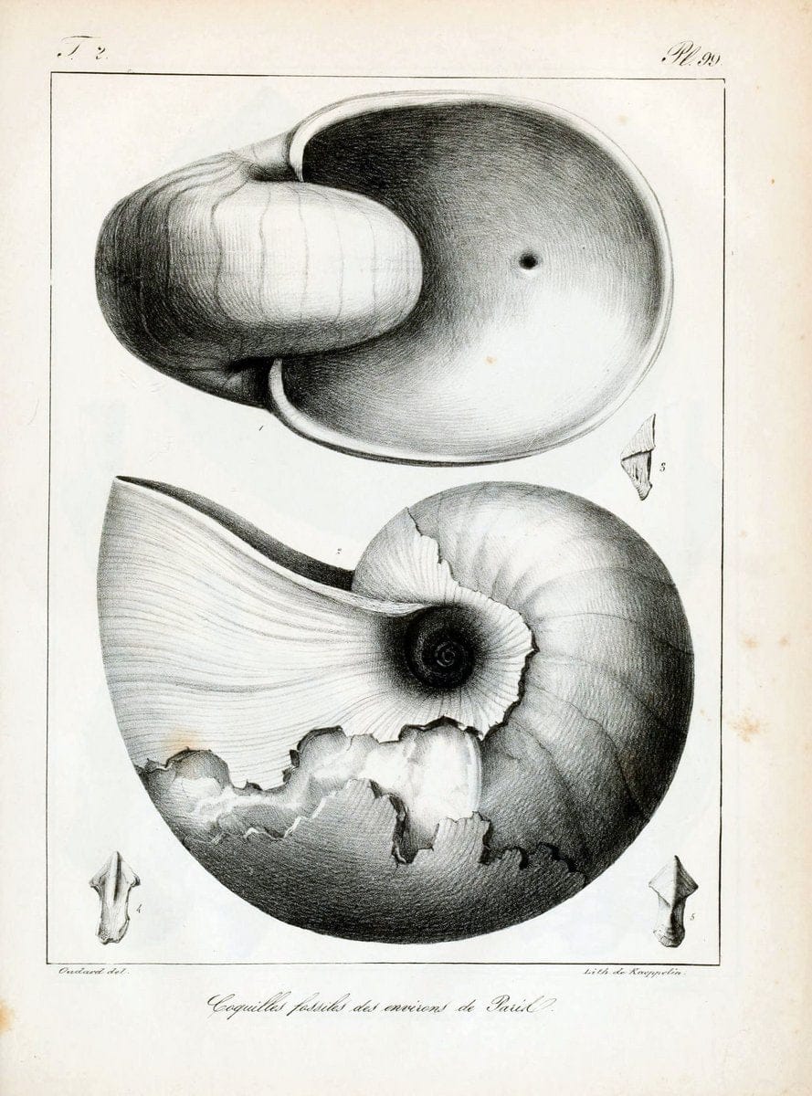 Description des coquilles fossiles des environs de Paris/.Paris:L'auteur, chez Bechet jeune [etc.]1824-[1837]. |  | Vintage Print Reproduction 467905