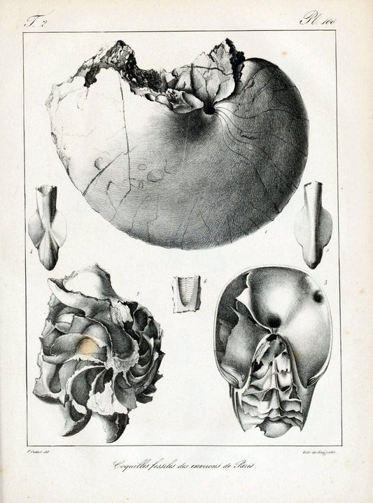 Description des coquilles fossiles des environs de Paris/.Paris:L'auteur, chez Bechet jeune [etc.]1824-[1837]. |  | Vintage Print Reproduction 467906