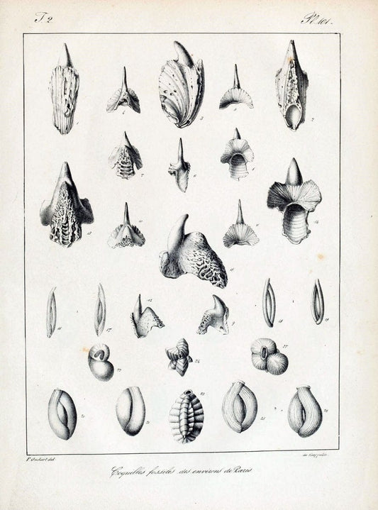 Description des coquilles fossiles des environs de Paris/.Paris:L'auteur, chez Bechet jeune [etc.]1824-[1837]. |  | Vintage Print Reproduction 467907
