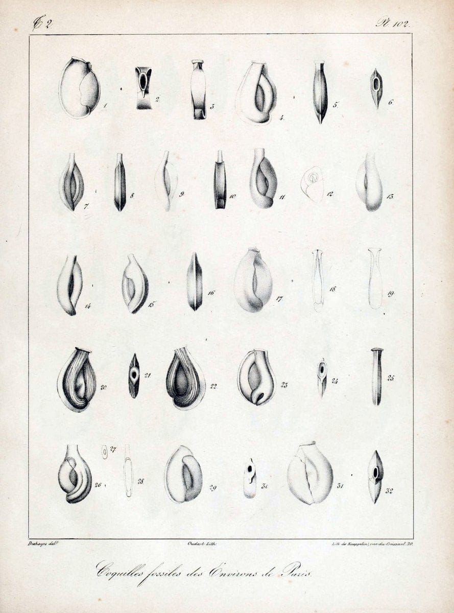 Description des coquilles fossiles des environs de Paris/.Paris:L'auteur, chez Bechet jeune [etc.]1824-[1837]. |  | Vintage Print Reproduction 467908