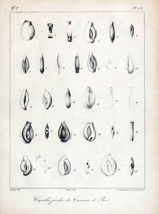 Description des coquilles fossiles des environs de Paris/.Paris:L'auteur, chez Bechet jeune [etc.]1824-[1837]. |  | Vintage Print Reproduction 467908