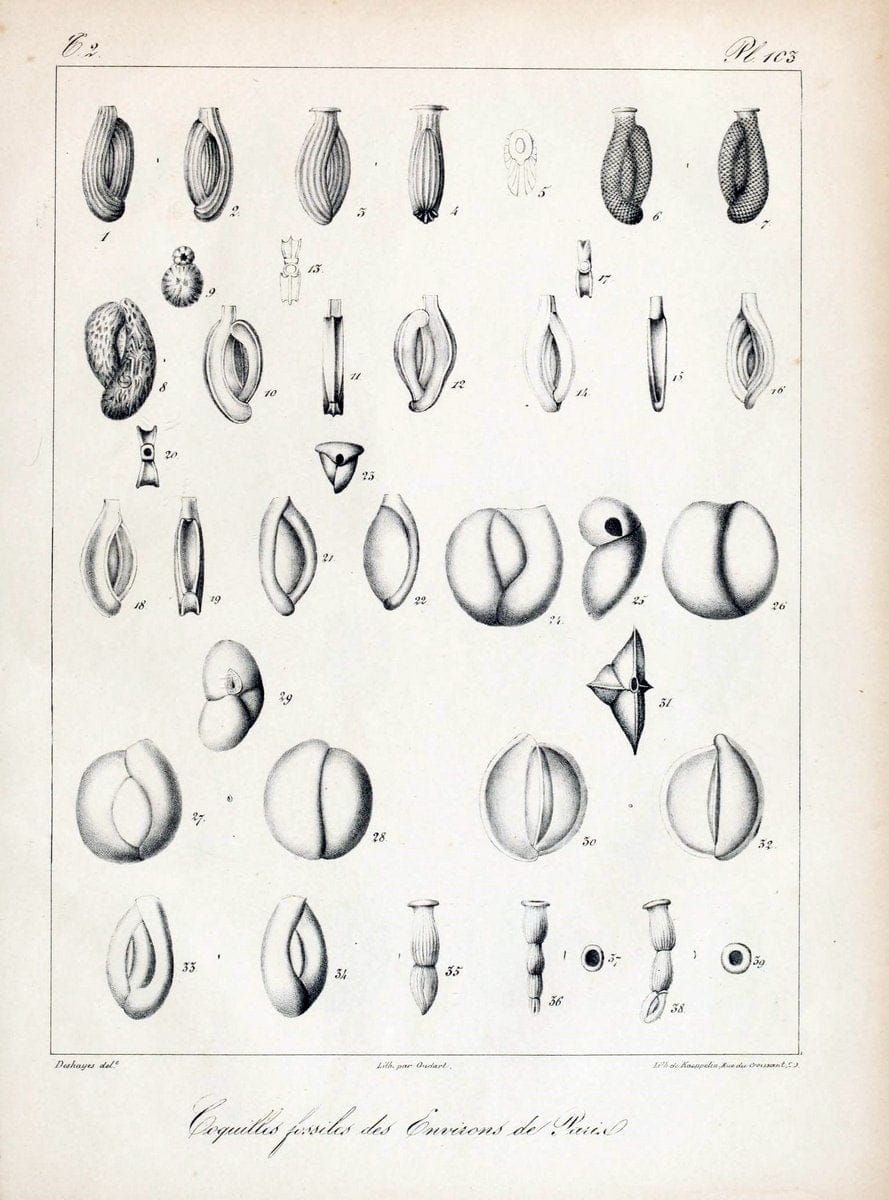 Description des coquilles fossiles des environs de Paris/.Paris:L'auteur, chez Bechet jeune [etc.]1824-[1837]. |  | Vintage Print Reproduction 467909