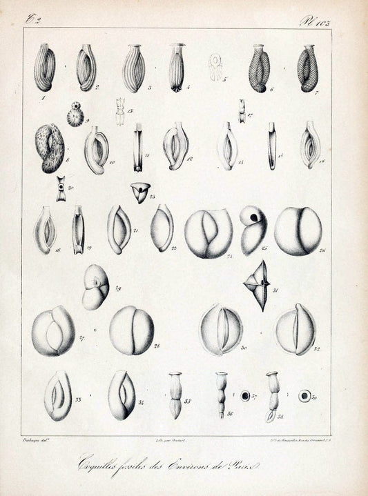 Description des coquilles fossiles des environs de Paris/.Paris:L'auteur, chez Bechet jeune [etc.]1824-[1837]. |  | Vintage Print Reproduction 467909