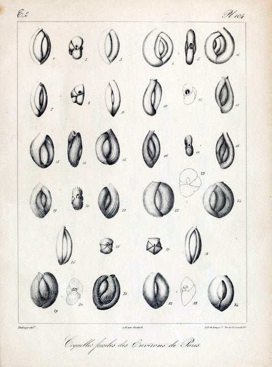 Description des coquilles fossiles des environs de Paris/.Paris:L'auteur, chez Bechet jeune [etc.]1824-[1837]. |  | Vintage Print Reproduction 467910