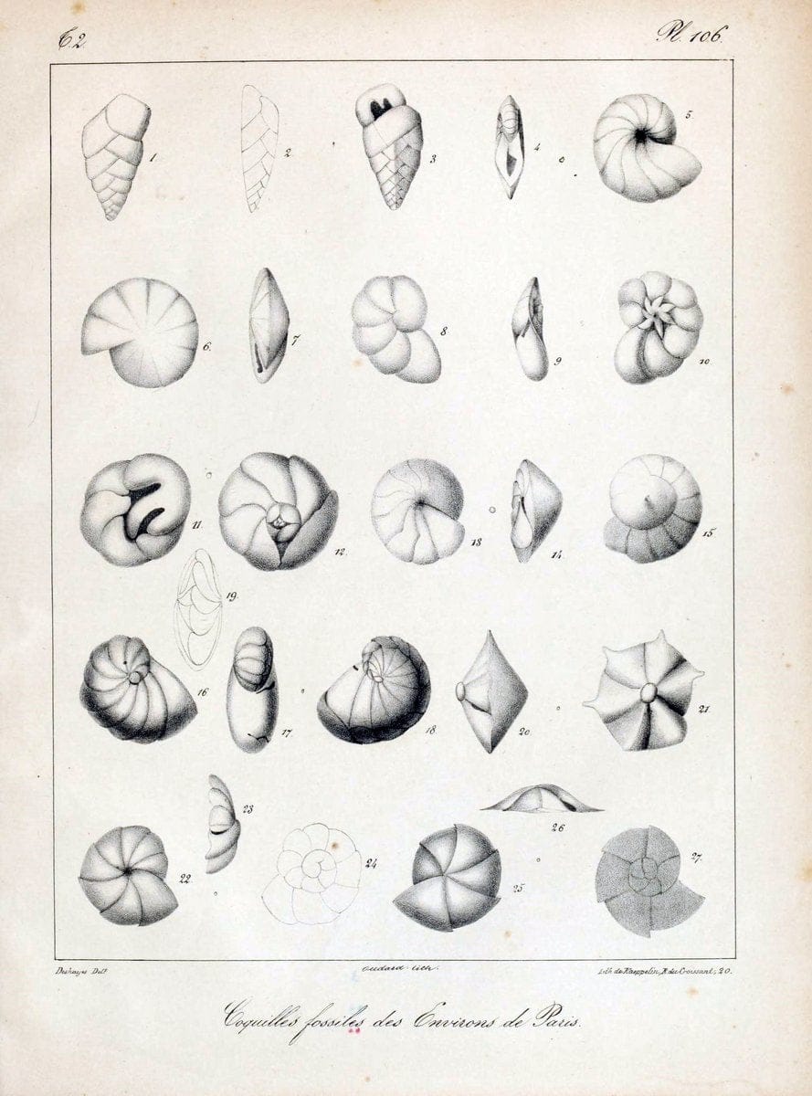 Description des coquilles fossiles des environs de Paris/.Paris:L'auteur, chez Bechet jeune [etc.]1824-[1837]. |  | Vintage Print Reproduction 467912