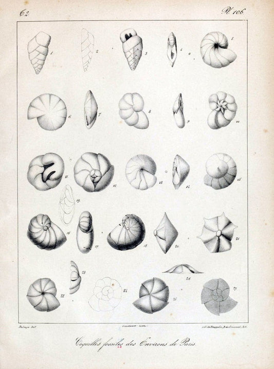 Description des coquilles fossiles des environs de Paris/.Paris:L'auteur, chez Bechet jeune [etc.]1824-[1837]. |  | Vintage Print Reproduction 467912