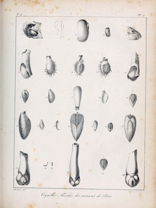 Description des coquilles fossiles des environs de Paris/.Paris:L'auteur, chez Bechet jeune [etc.]1824-[1837]. |  | Vintage Print Reproduction 467913