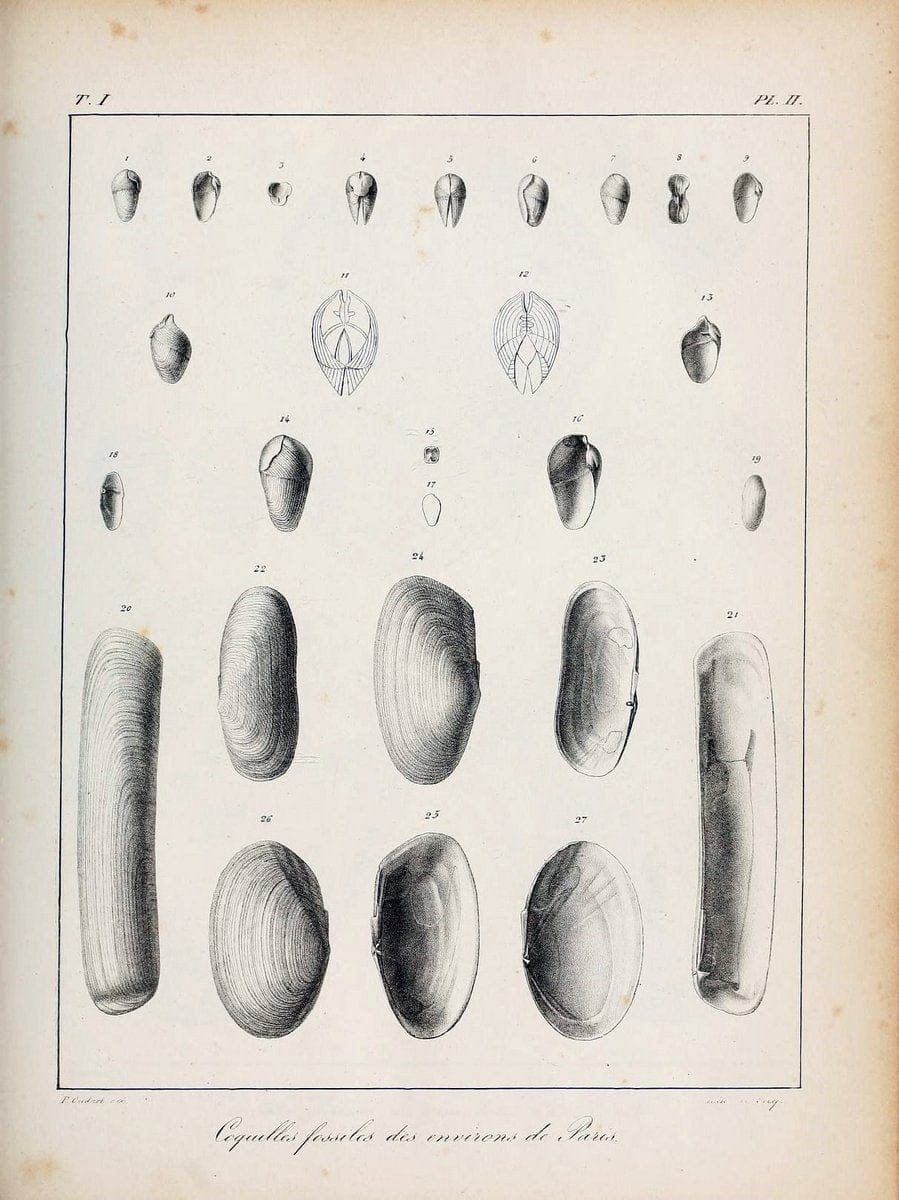 Description des coquilles fossiles des environs de Paris/.Paris:L'auteur, chez Bechet jeune [etc.]1824-[1837]. |  | Vintage Print Reproduction 467914
