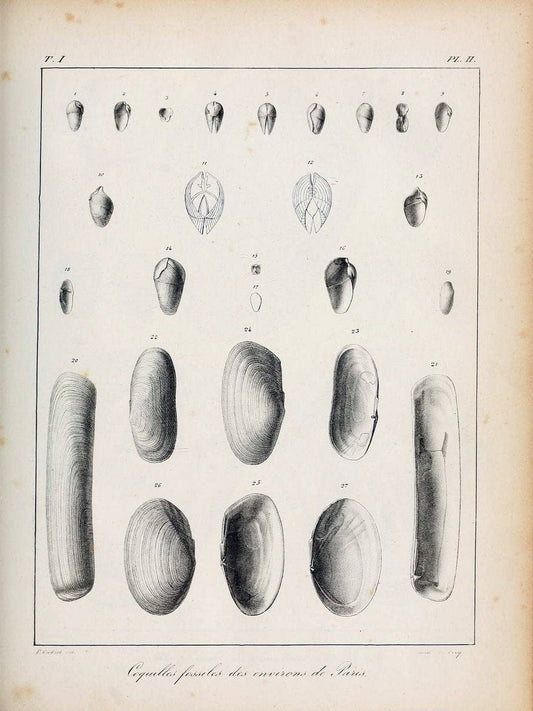 Description des coquilles fossiles des environs de Paris/.Paris:L'auteur, chez Bechet jeune [etc.]1824-[1837]. |  | Vintage Print Reproduction 467914