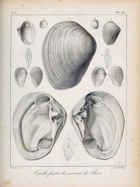 Description des coquilles fossiles des environs de Paris/.Paris:L'auteur, chez Bechet jeune [etc.]1824-[1837]. |  | Vintage Print Reproduction 467915