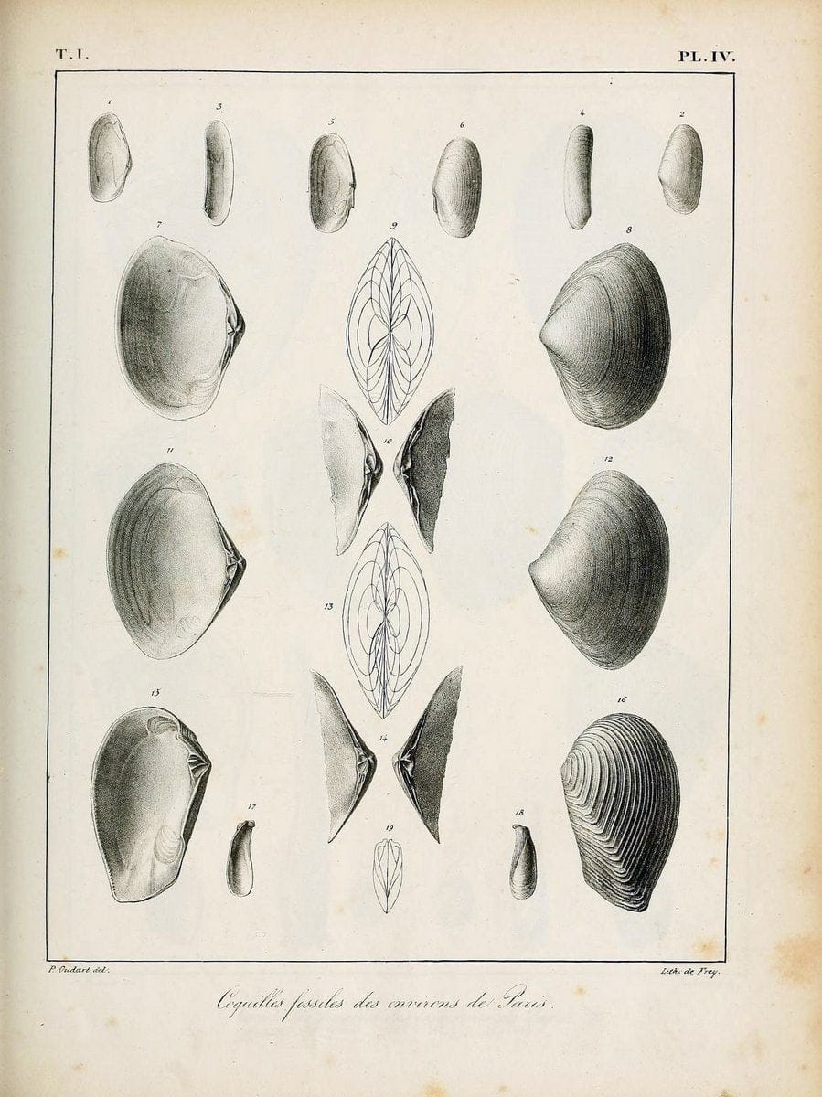 Description des coquilles fossiles des environs de Paris/.Paris:L'auteur, chez Bechet jeune [etc.]1824-[1837]. |  | Vintage Print Reproduction 467916