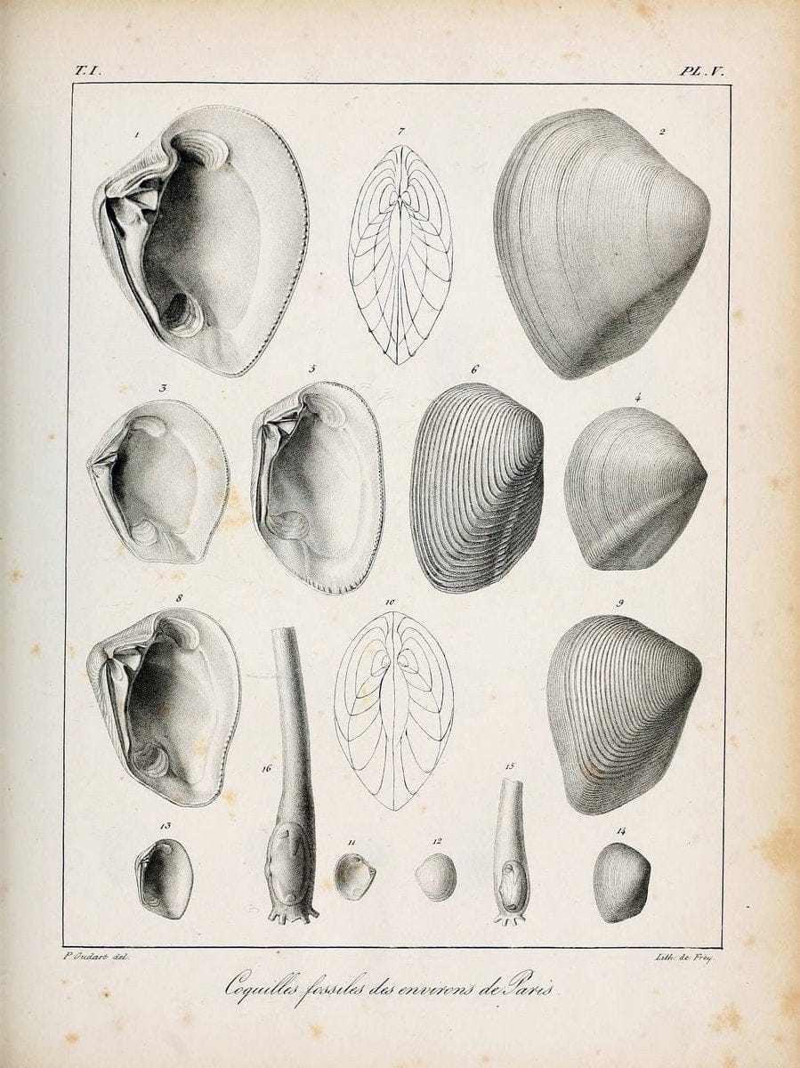 Description des coquilles fossiles des environs de Paris/.Paris:L'auteur, chez Bechet jeune [etc.]1824-[1837]. |  | Vintage Print Reproduction 467917