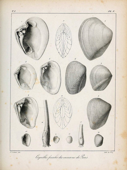 Description des coquilles fossiles des environs de Paris/.Paris:L'auteur, chez Bechet jeune [etc.]1824-[1837]. |  | Vintage Print Reproduction 467917