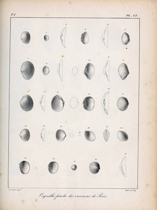 Description des coquilles fossiles des environs de Paris/.Paris:L'auteur, chez Bechet jeune [etc.]1824-[1837]. |  | Vintage Print Reproduction 467918