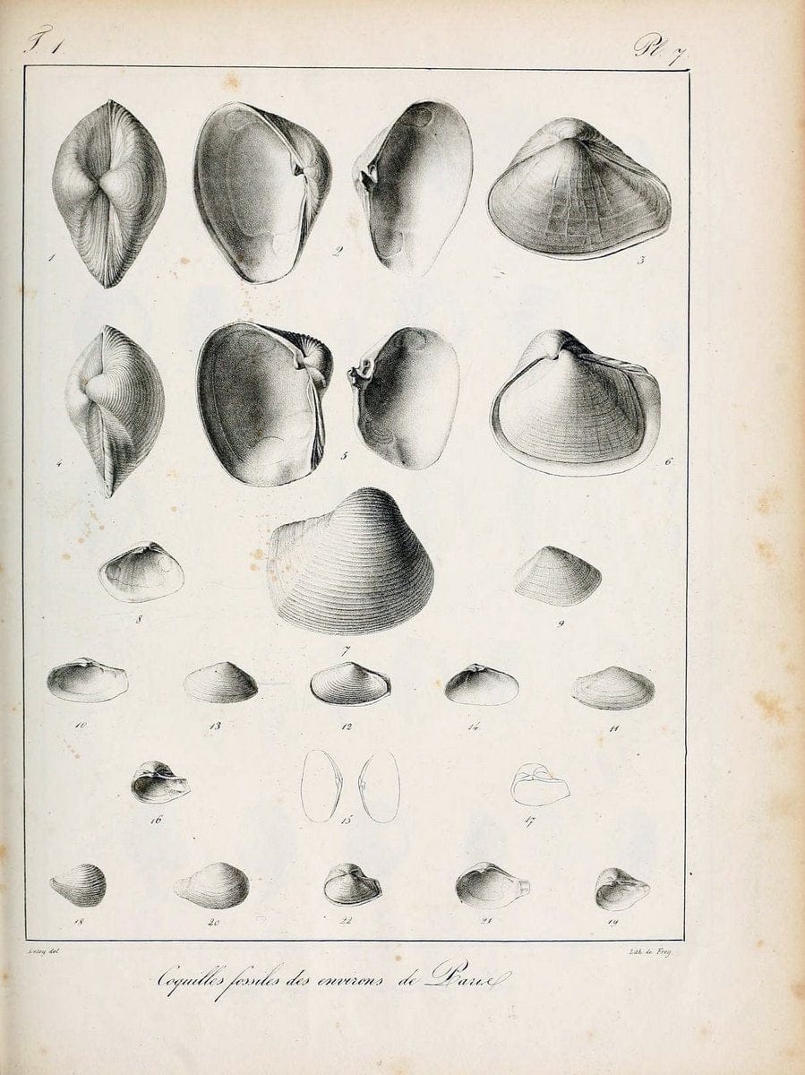 Description des coquilles fossiles des environs de Paris/.Paris:L'auteur, chez Bechet jeune [etc.]1824-[1837]. |  | Vintage Print Reproduction 467919