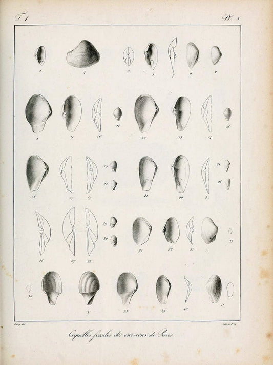 Description des coquilles fossiles des environs de Paris/.Paris:L'auteur, chez Bechet jeune [etc.]1824-[1837]. |  | Vintage Print Reproduction 467920