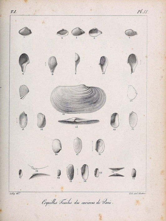 Description des coquilles fossiles des environs de Paris/.Paris:L'auteur, chez Bechet jeune [etc.]1824-[1837]. |  | Vintage Print Reproduction 467921