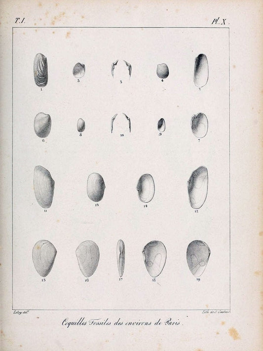 Description des coquilles fossiles des environs de Paris/.Paris:L'auteur, chez Bechet jeune [etc.]1824-[1837]. |  | Vintage Print Reproduction 467922